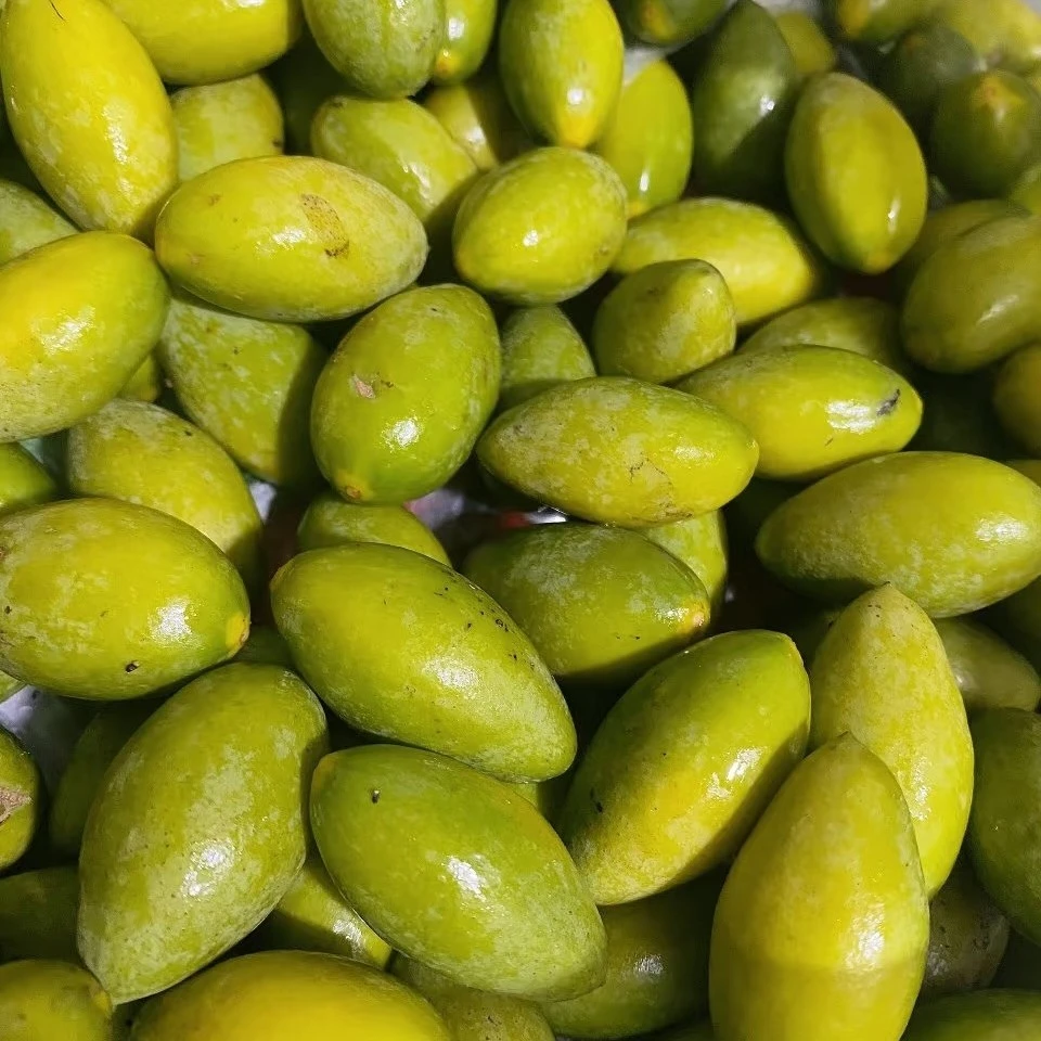 新鲜采摘两头尖可生吃回甘酸涩的当季橄榄橄榄水果煲汤泡酒佳选