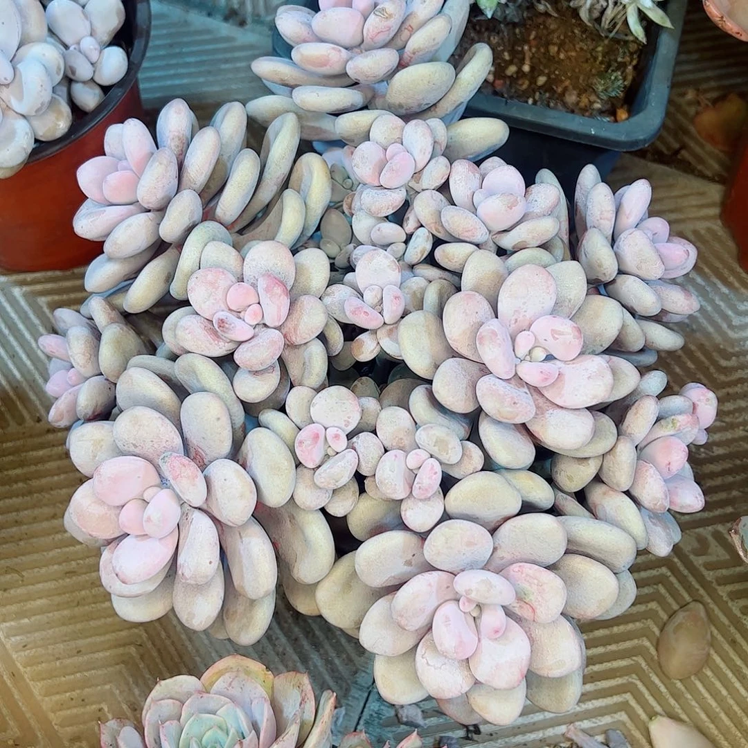 桃蛋大群，一物一拍