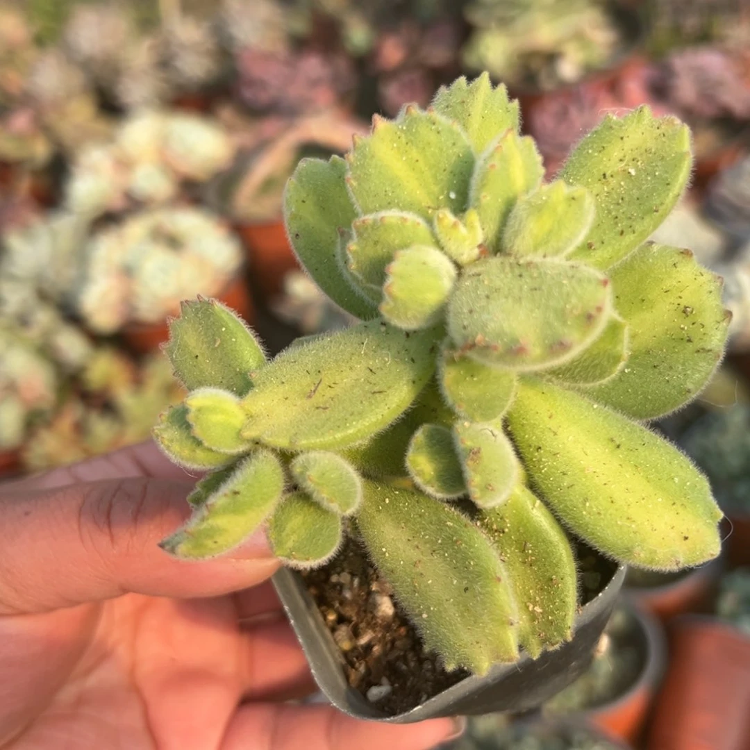 多肉植物黄熊多头