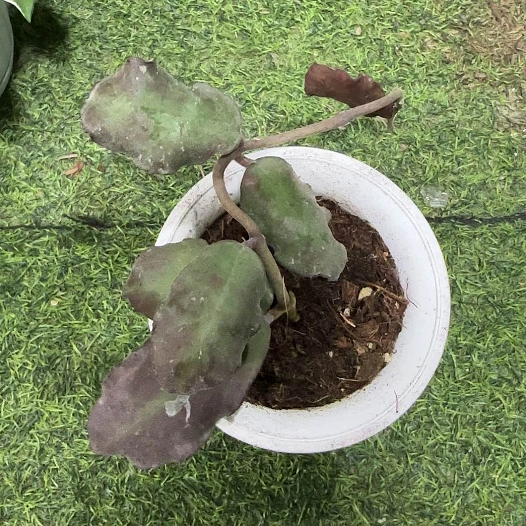 无花朵波浪叶威曼尼