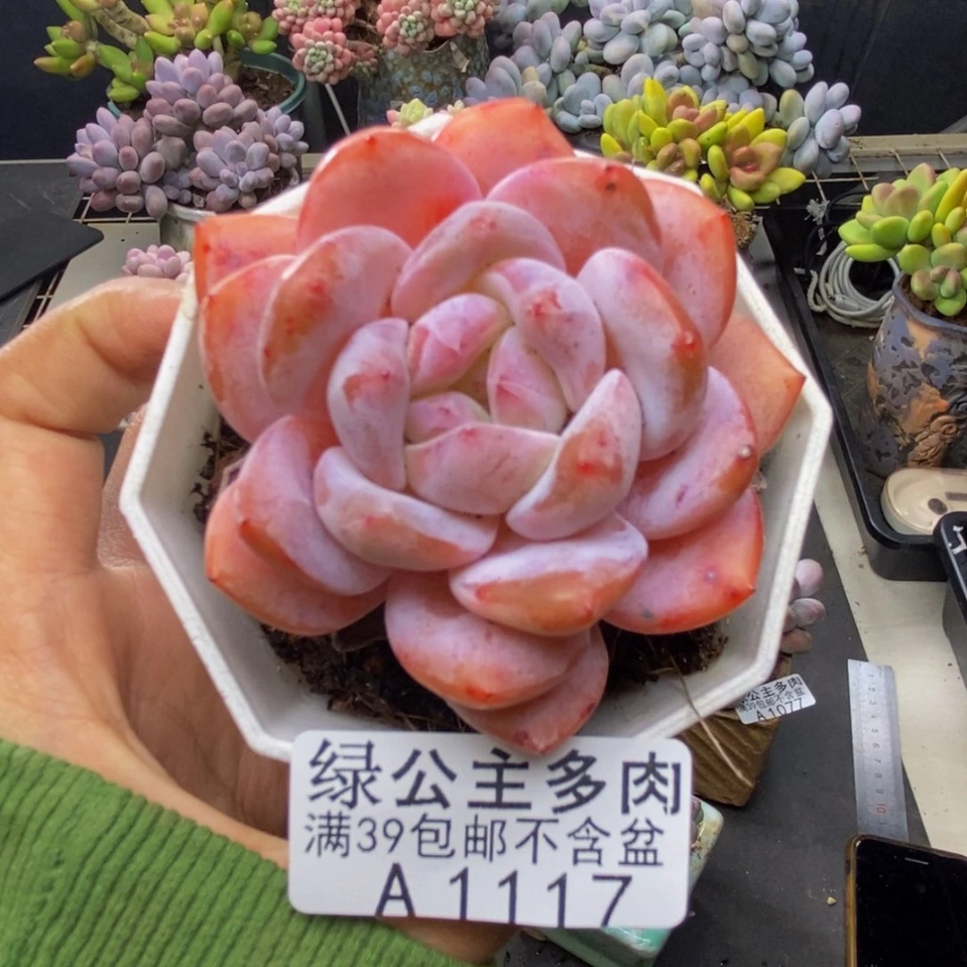 117冰糕多肉肉6c m