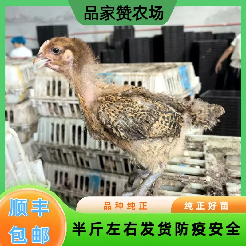 半斤左右12只青脚麻羽鸡土鸡笨鸡宠物鸡长尾鸡【顺丰发货】Cai