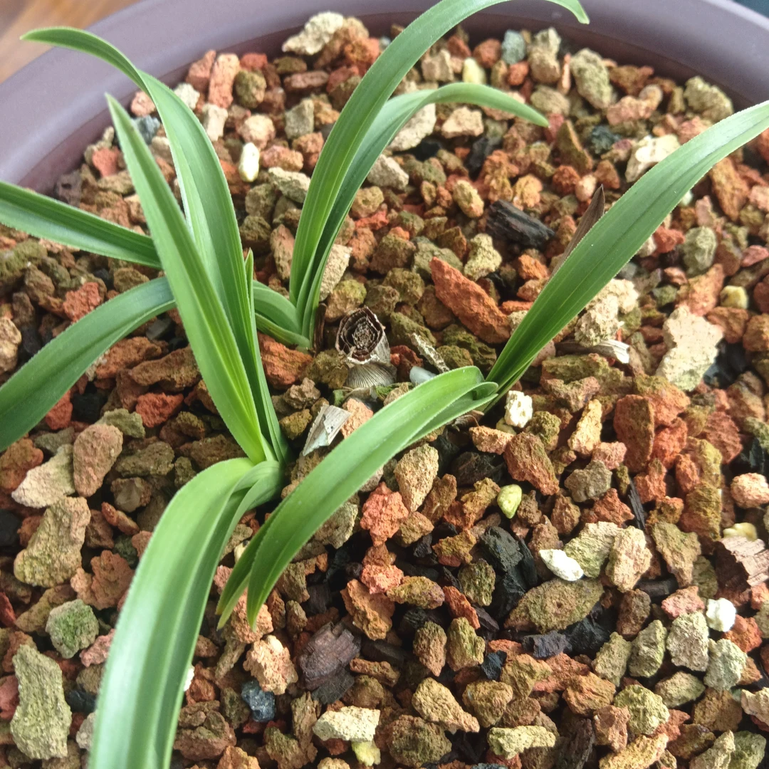 蕙兰绿植花卉盆栽