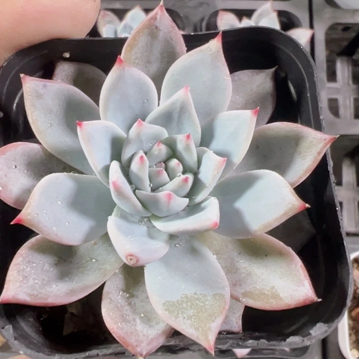 粉蓝鸟精品多肉植物大战