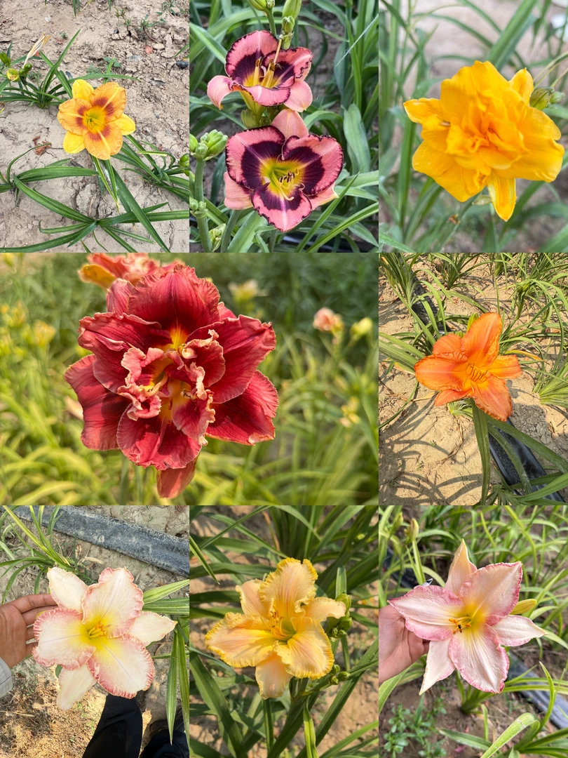 大花萱草多年生宿根花卉3色/5色组合装