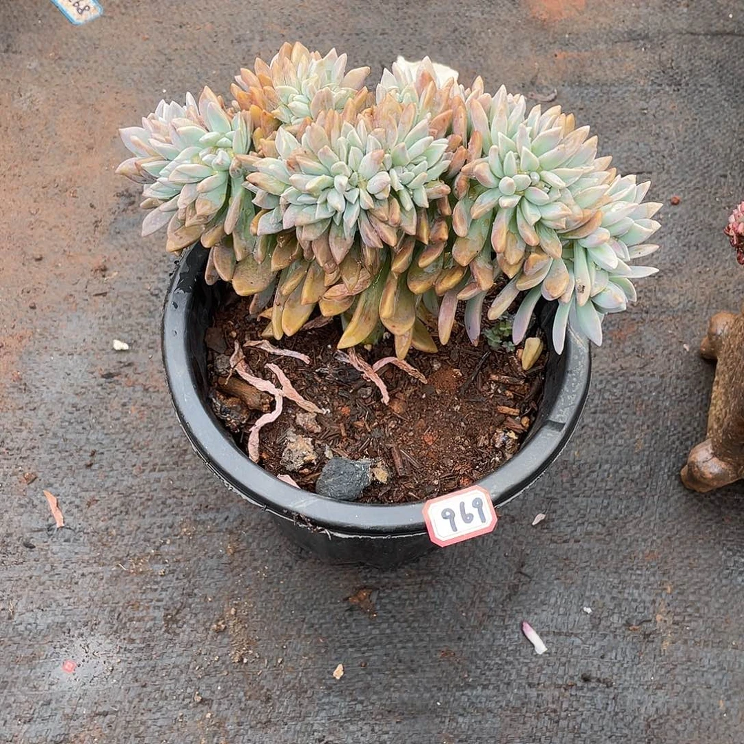 969淡雪缀一物一拍多肉