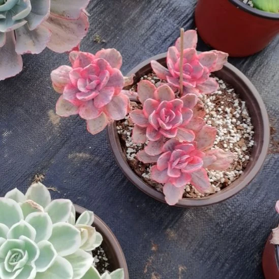 蓝玫瑰白覆轮锦群