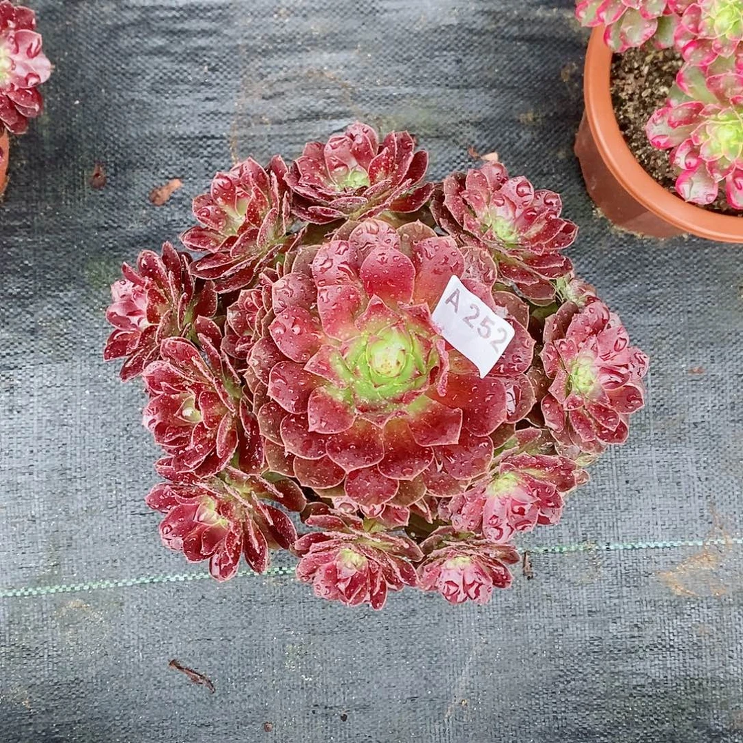 红魔252多肉11111