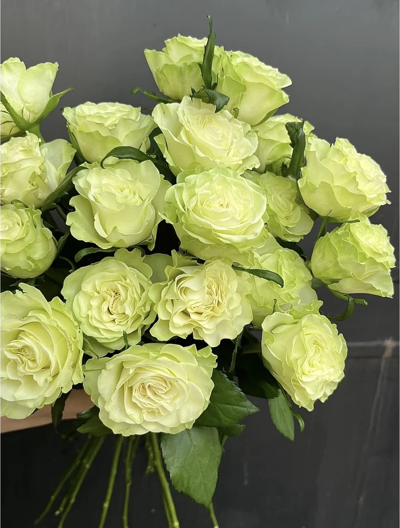 【源倩直播间一物一看】直立型月季美观植物春季庭院秋季美观