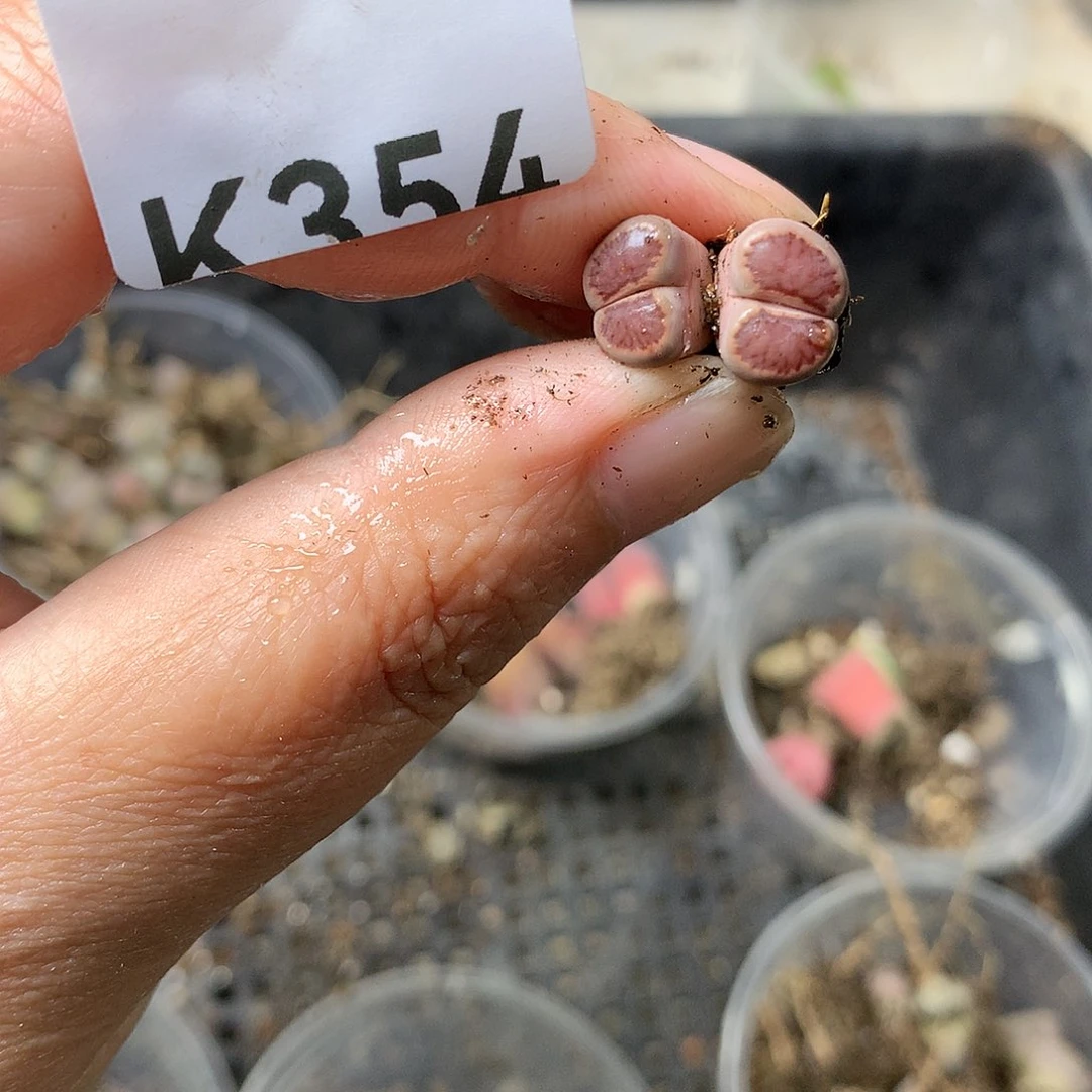 K354多肉植物保护