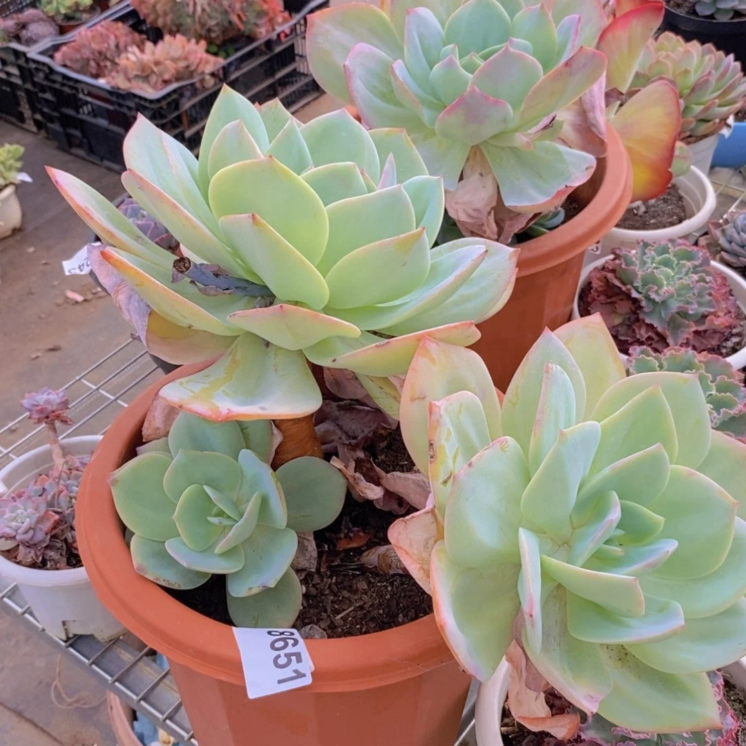 8651白凤多头一物一拍