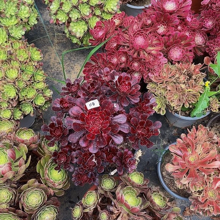 繁***寂香奈儿000000000000000110号