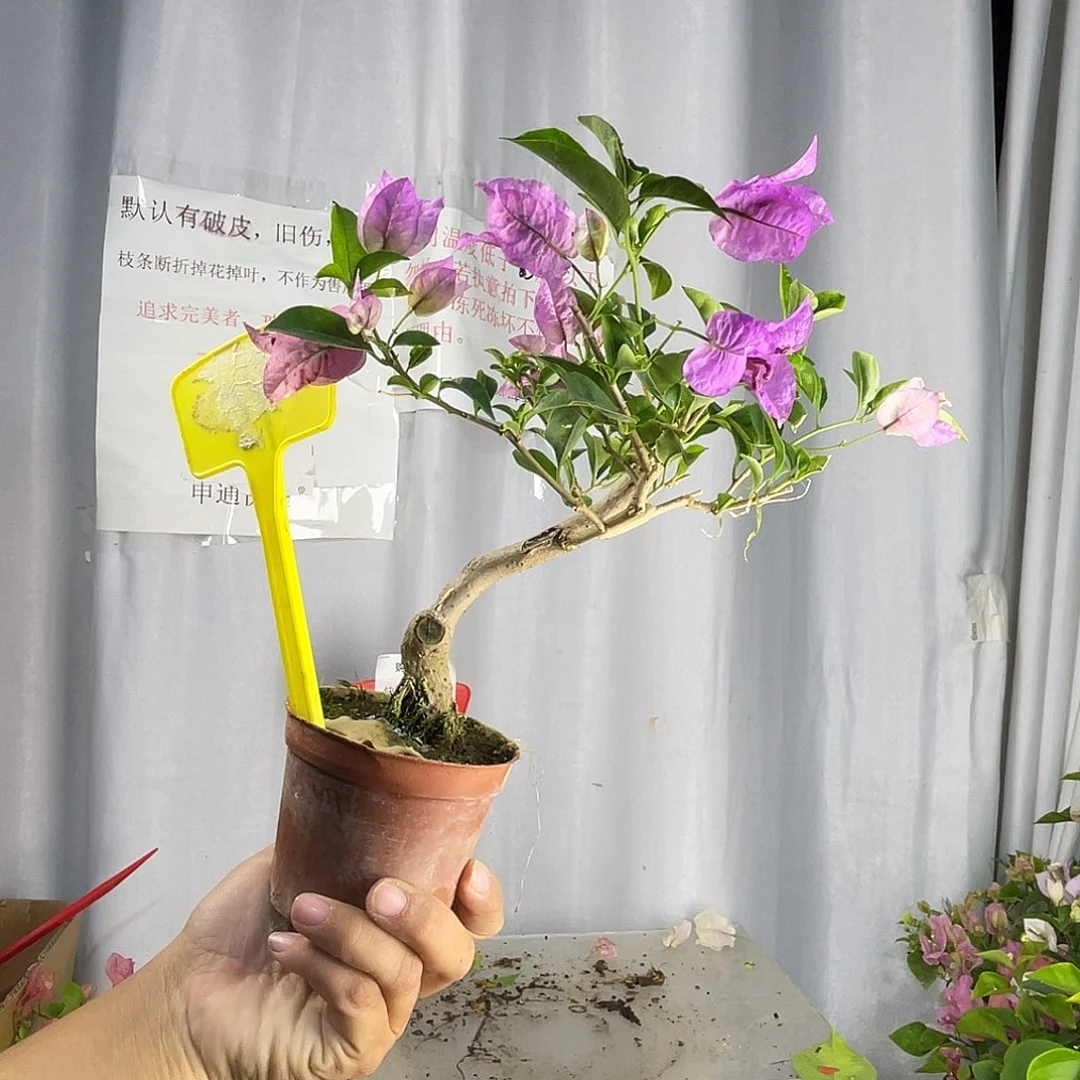 当前无花栽培后可以开花95绿叶雪紫掌中宝有破皮旧伤