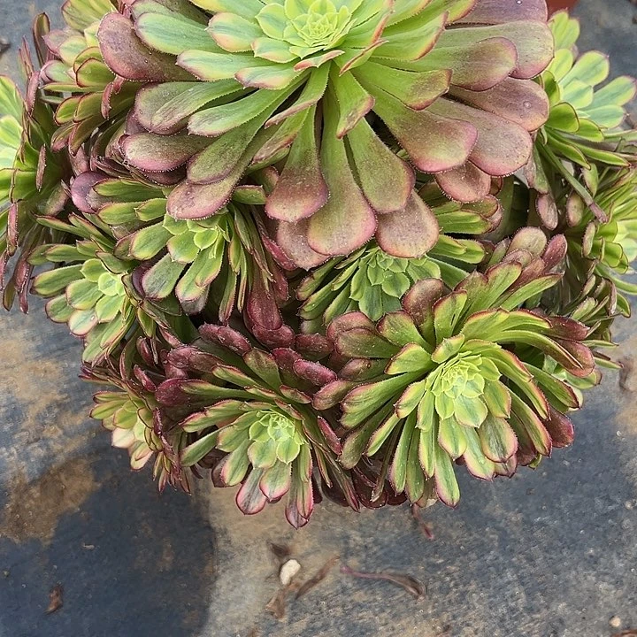 2.3-12水墨画黄锦多肉