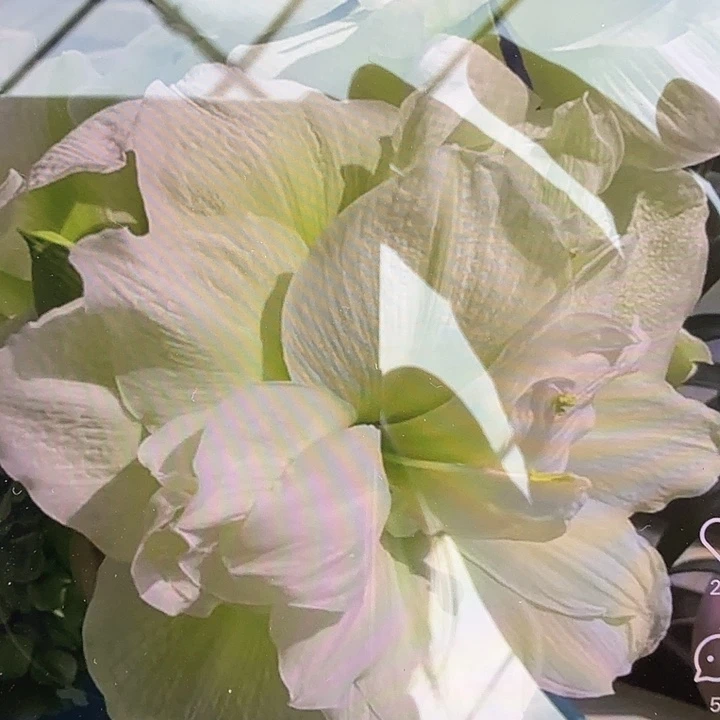 玛丽琳6+开裂球基地球