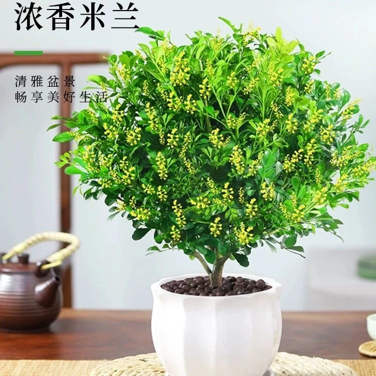 绿植香水米兰盆栽室内阳台清香植物四季开花客厅除带花盆栽