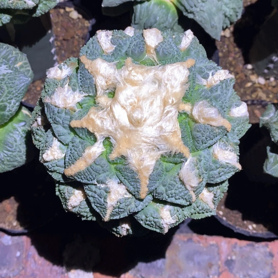 无花朵蓝白龟甲13cm