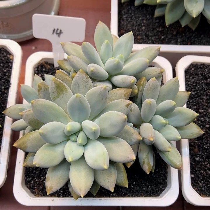 小****14哥特萝莉1️⃣物1️⃣拍