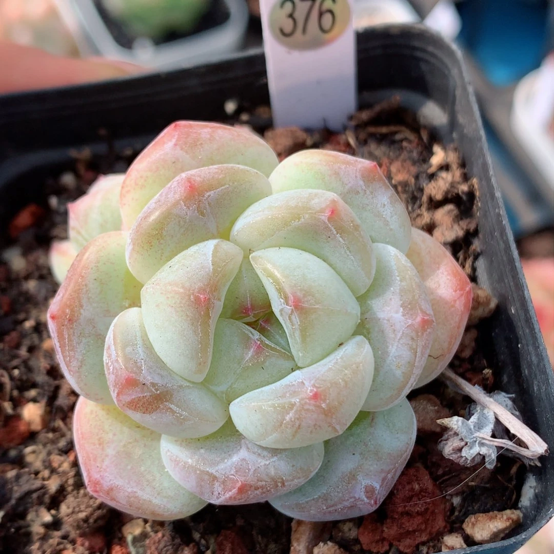 嘿嘿58包邮  群生不包整376