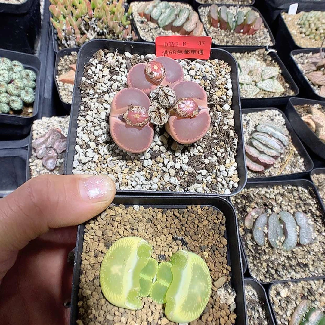 【闪购商品】2-8-37 瑕疵组合160海海带盆