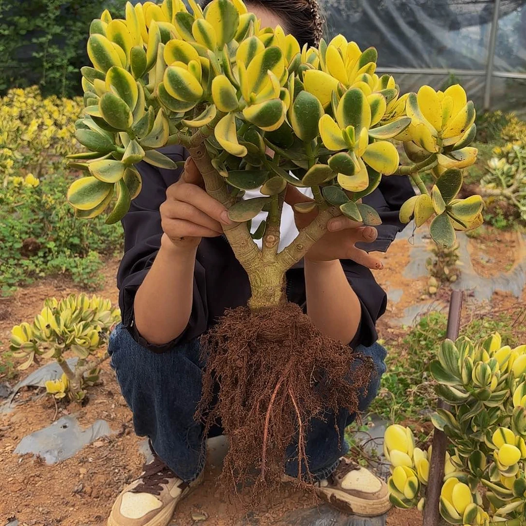 30独桩周正新花月锦