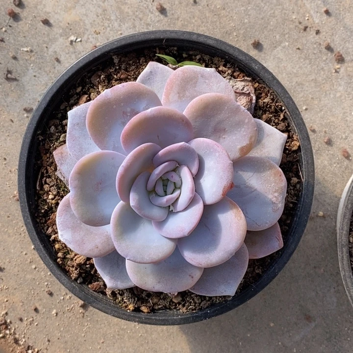 圆叶雪莲一颗11111