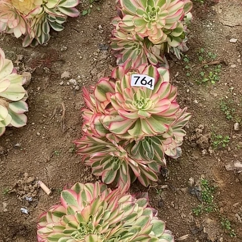 默*多肉植物法师763.764倾城