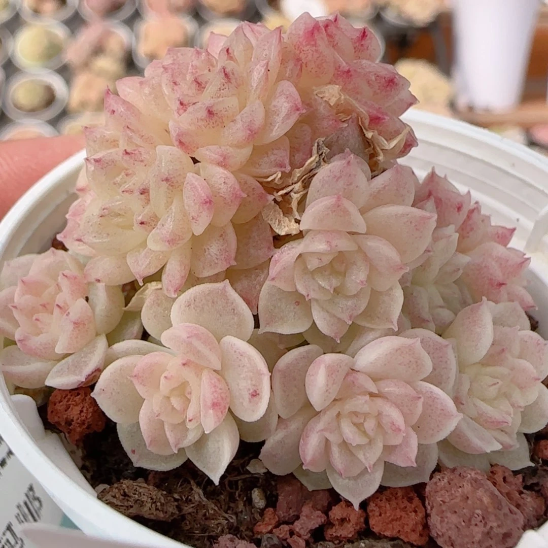 花语多肉0104-204散