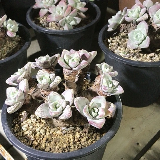 厚叶苹果叶仙女棒