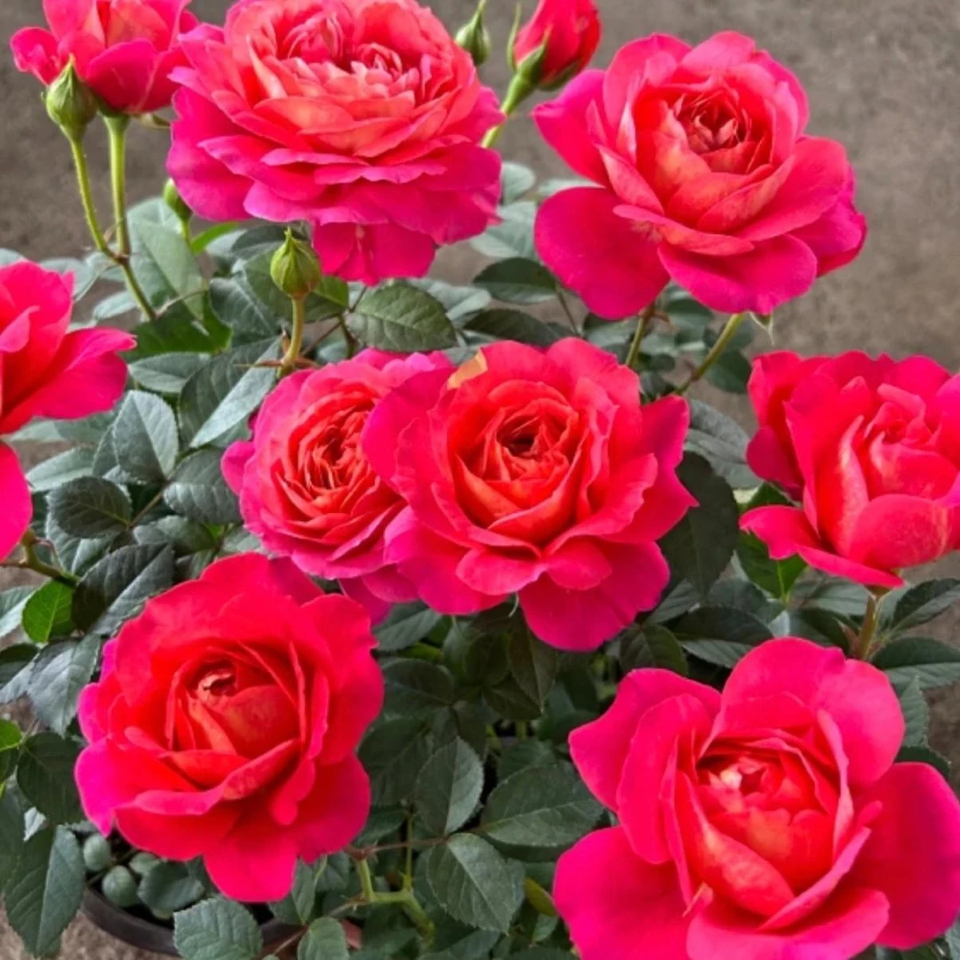 【绝色果汁+果汁阳台】月季盆栽两盆新手室内室外地栽