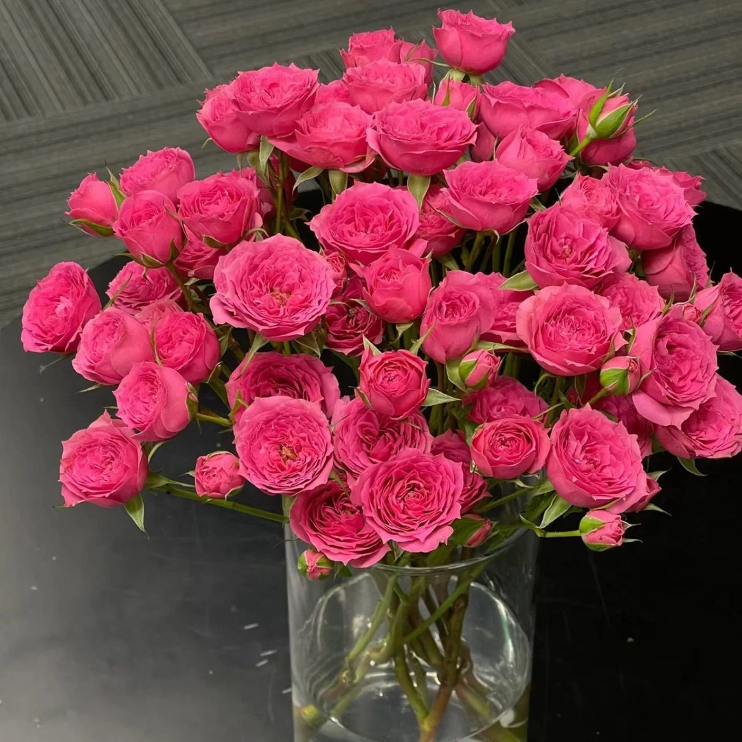 苏菲多头玫瑰云南鲜切花家用水养鲜花生日适用