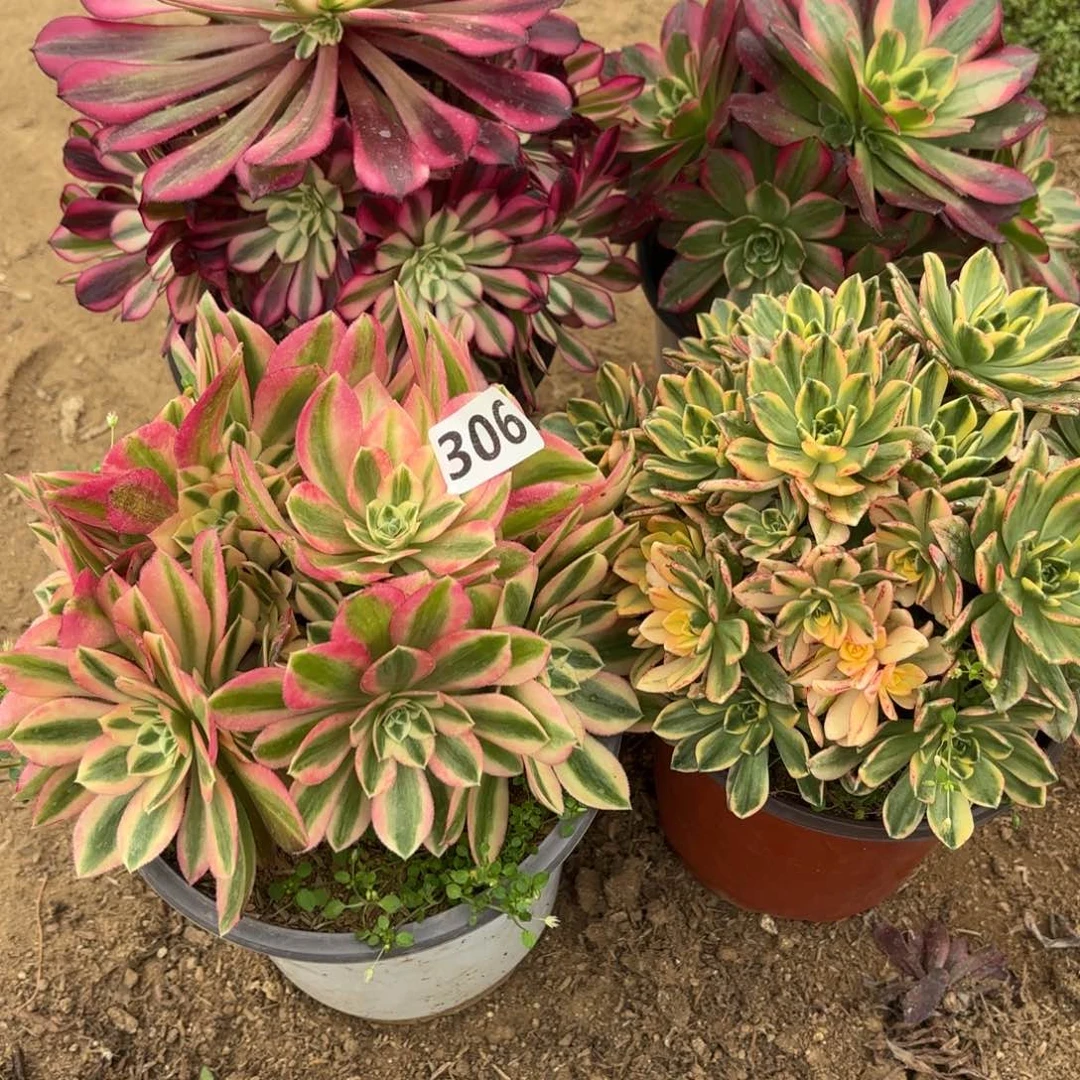 306法师4棵套餐不包损