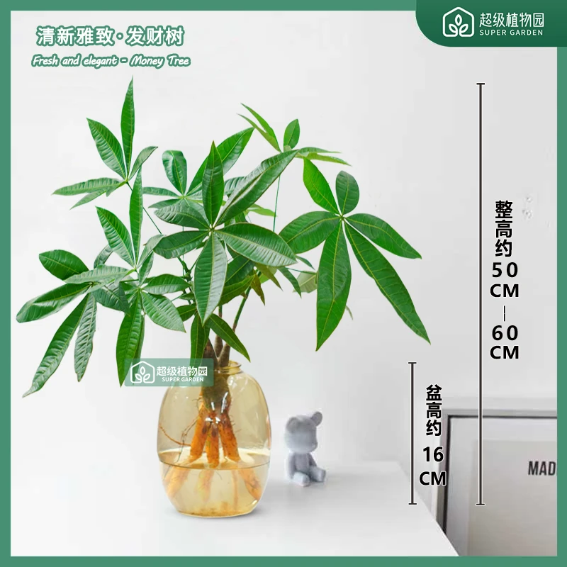 水培发财树盆栽室内桌面盆景植物客厅四季常青好养活招财绿植花卉