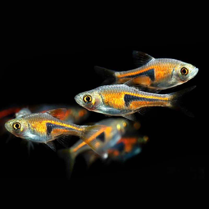 正三角灯鱼灯科鱼观赏鱼