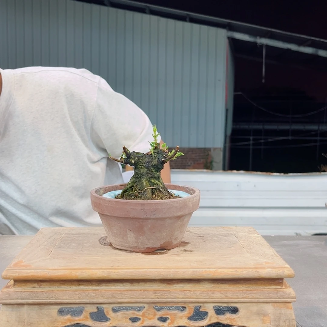 初***六无花朵一寸法师栀子花链接