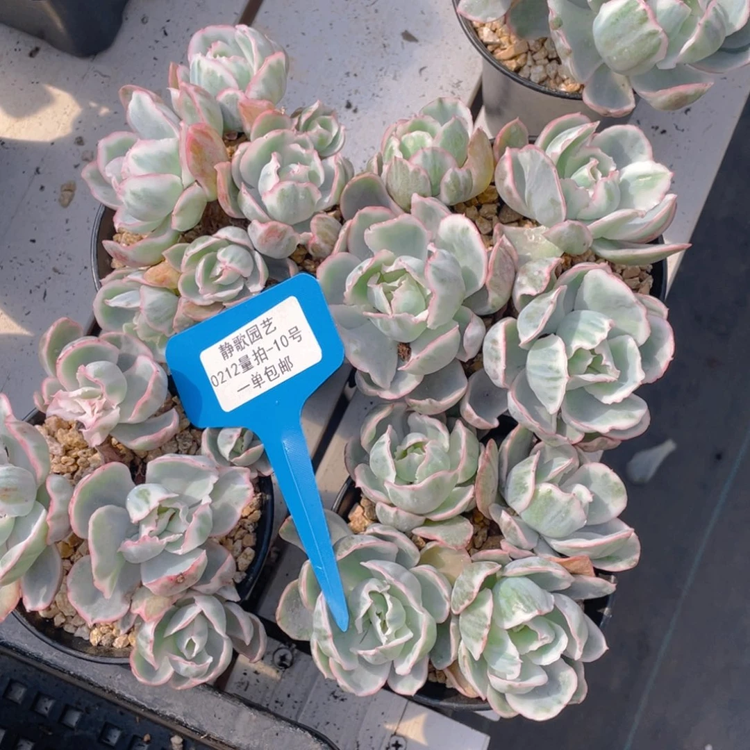 0212-20-老桩大群伯克利锦福利一颗