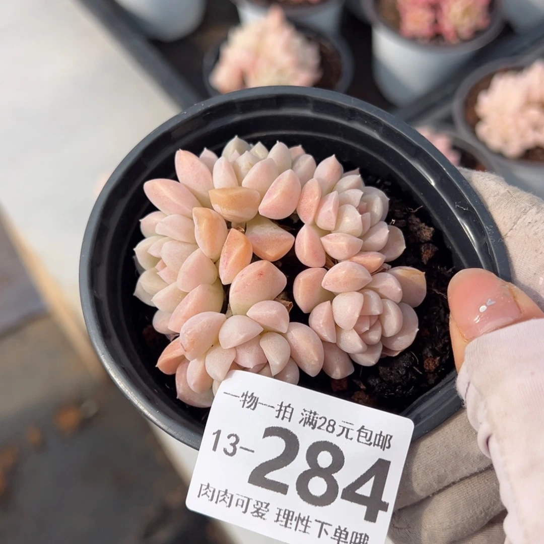 奶油美人多肉多肉多肉