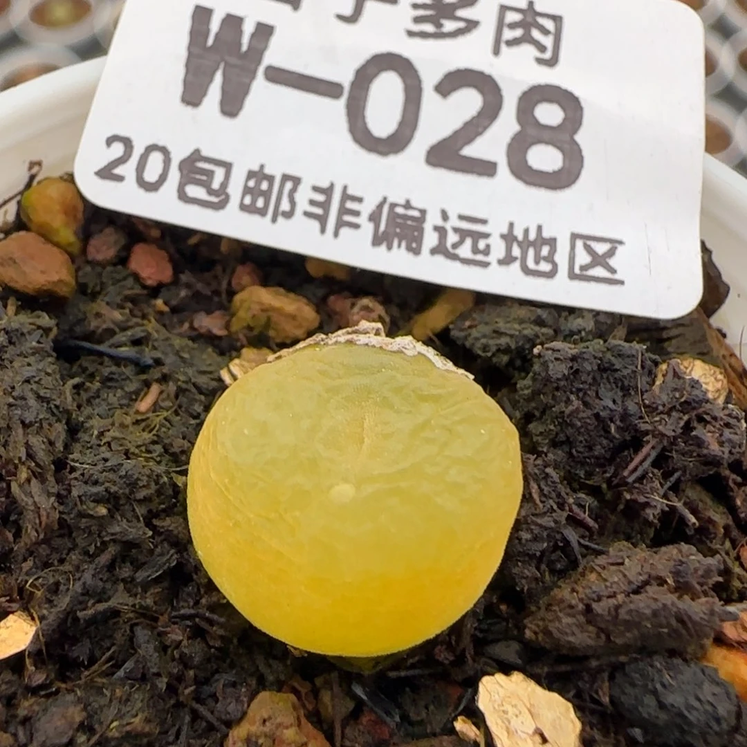 带盆土发货。