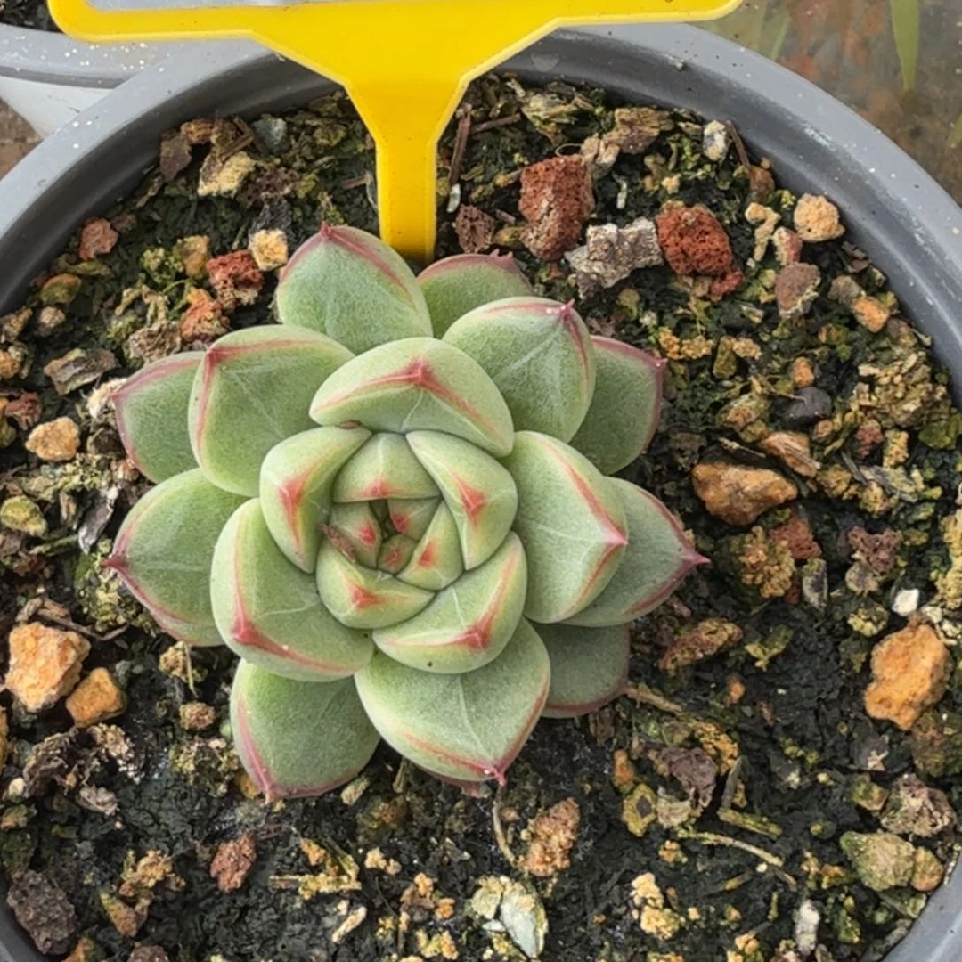 红边珍妮多肉植物557