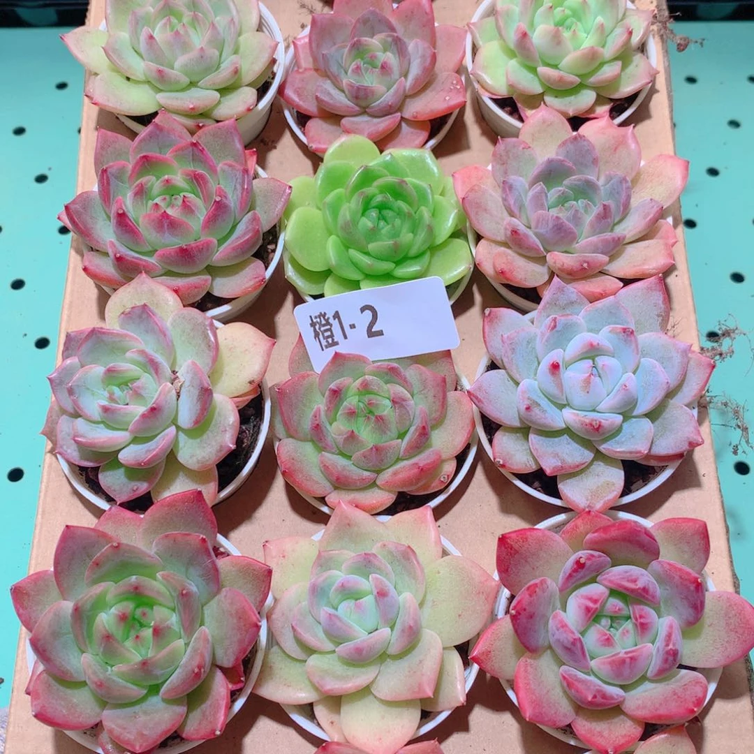 1-2一物一拍多肉带盆18颗