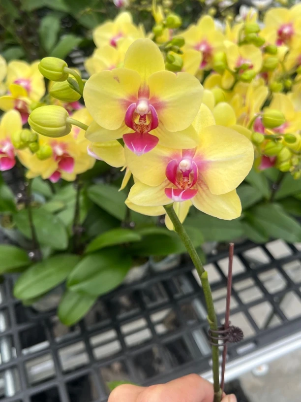 富豪优选（朝日02）蝴蝶兰花期长好养护
