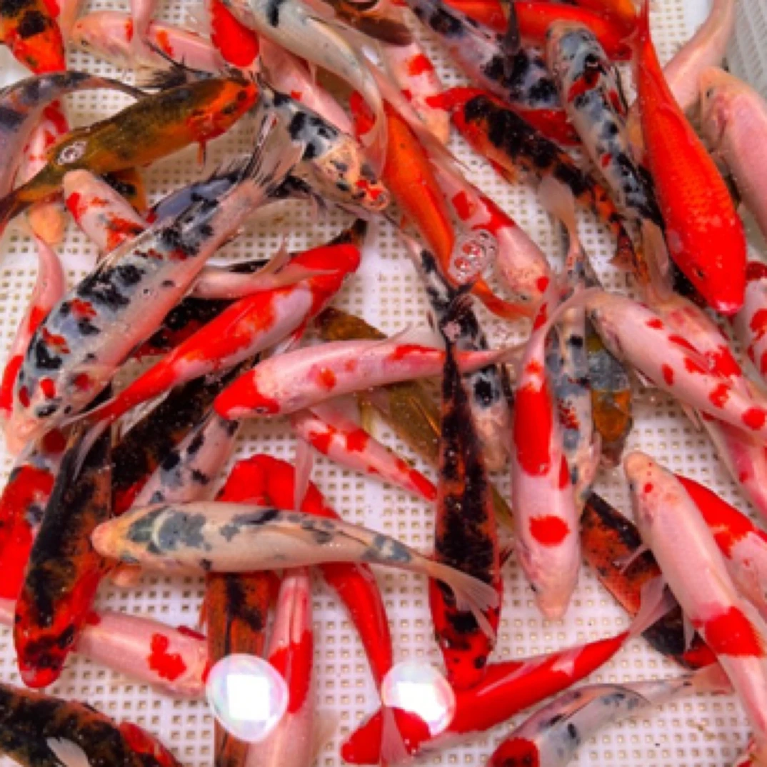 精品血统锦鲤冷水淡水观赏鱼好养耐活泡沫箱包邮发货