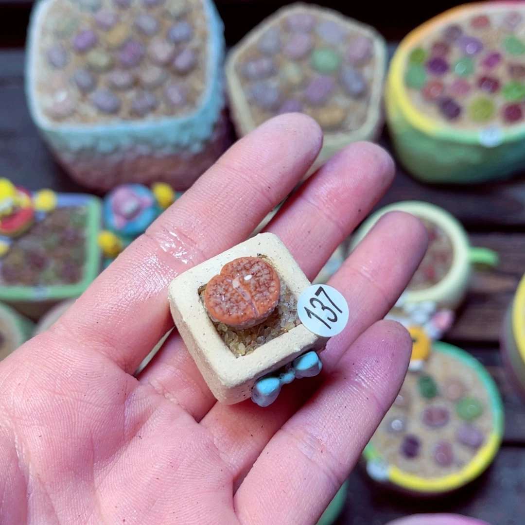 137生石花带盆发1