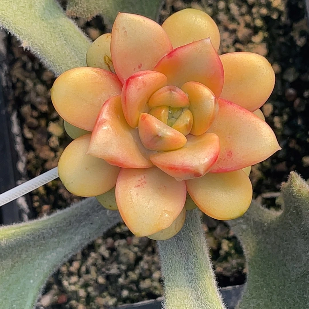 尚品园艺福利锦头盖8293