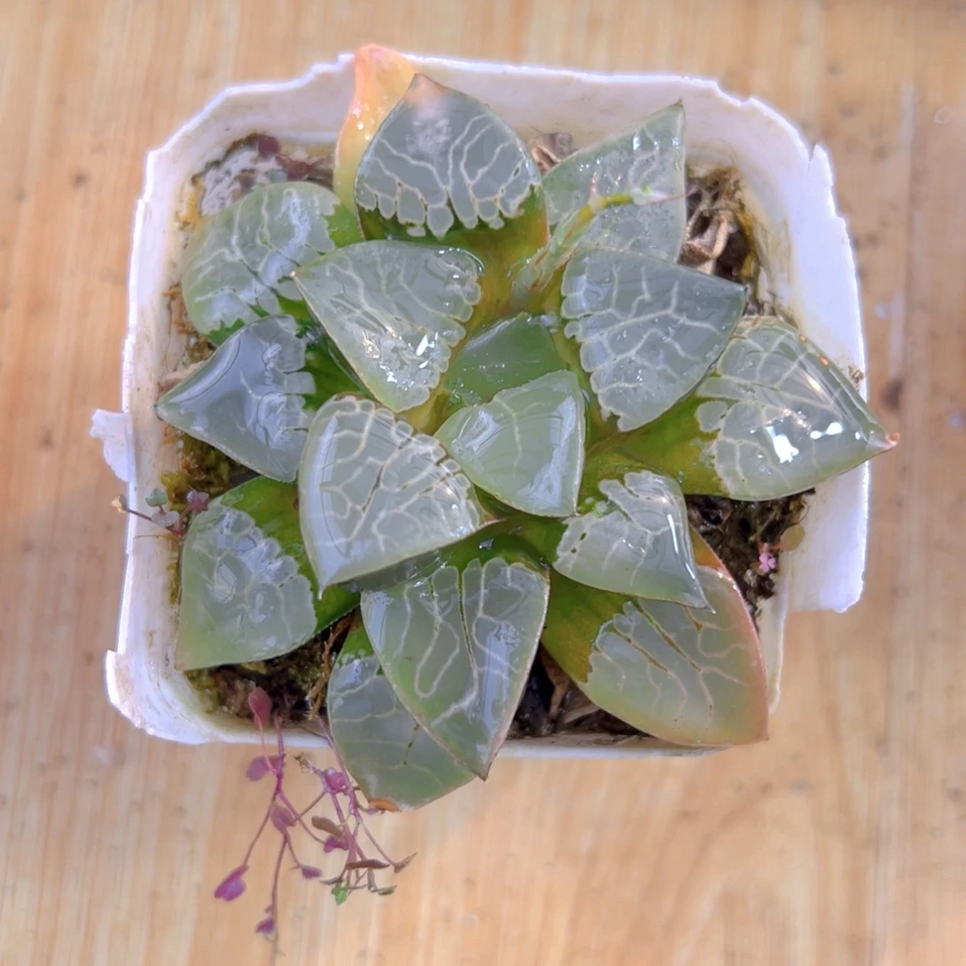 火凤凰玉露多肉多肉1