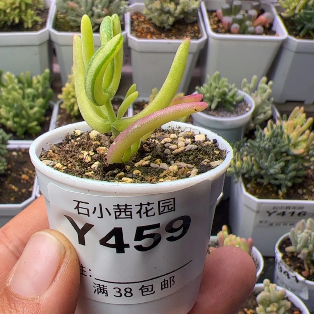 果***妈多肉植物枝干香蕉黄锦