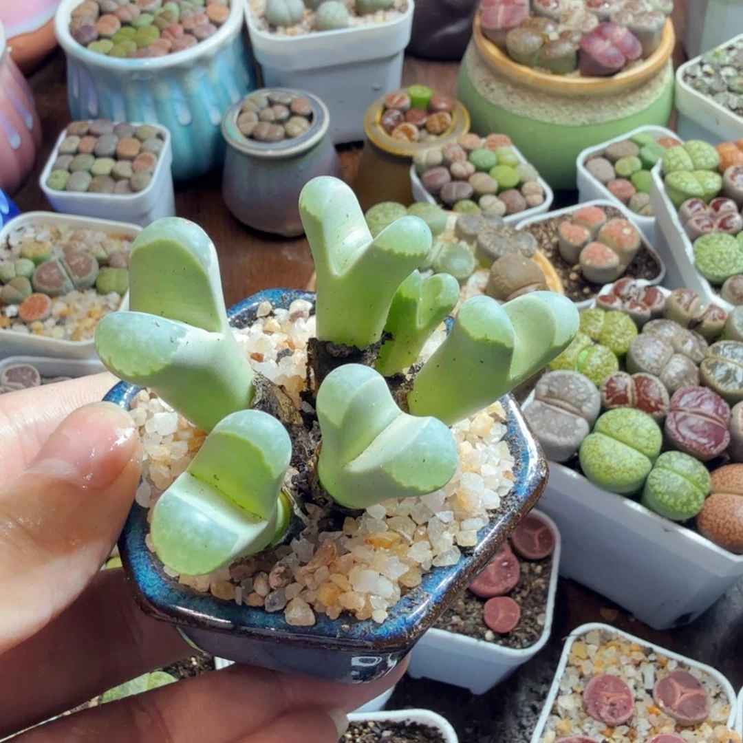 人***戏多肉植物的生长发育和生长483