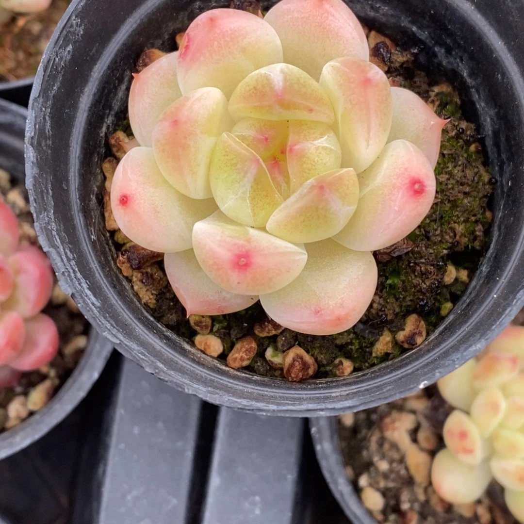 精品多肉一物一拍不包整195