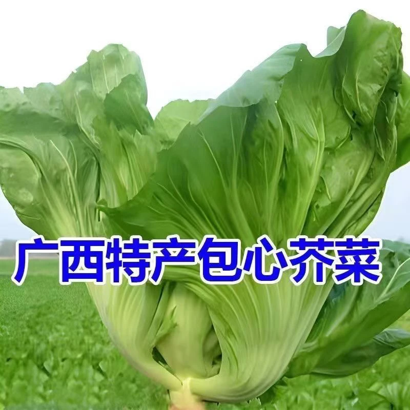 广西灵山农家芥菜包心新鲜现摘酸菜大叶盖菜苦菜当季青菜腌菜蔬菜