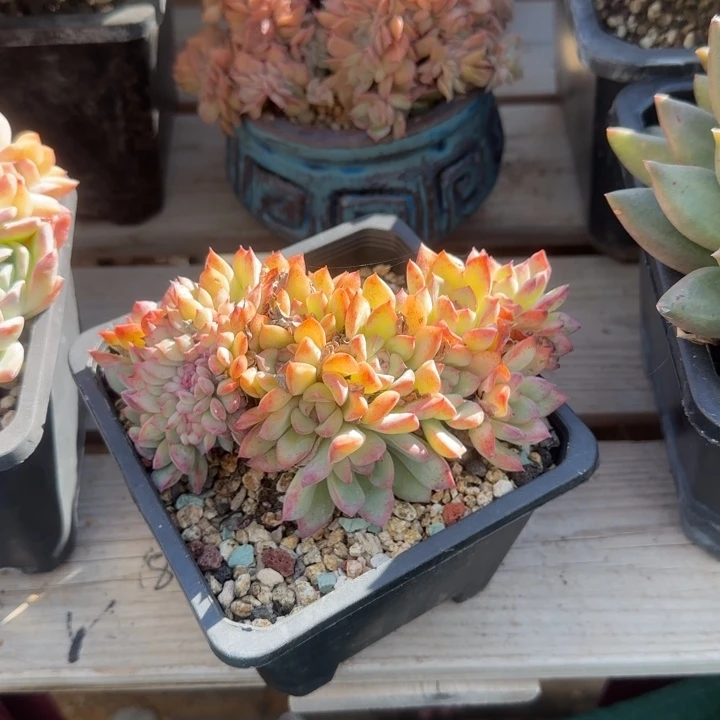 荷花朵朵缀化五十包邮